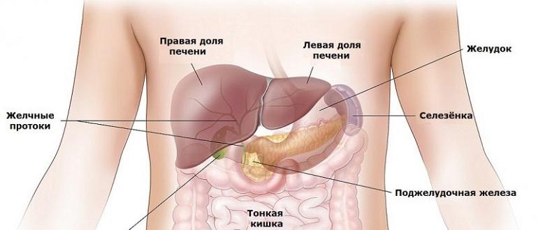 Анатомия органов пищеварения